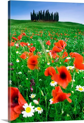 Italy, Tuscany, Orcia Valley, Typical countryside with poppies near San Quirico d'Orcia