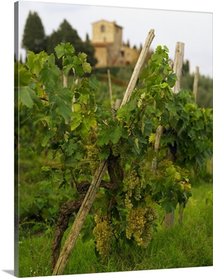 Italy, Tuscany, Panzano, San Martino, grapes and typical house