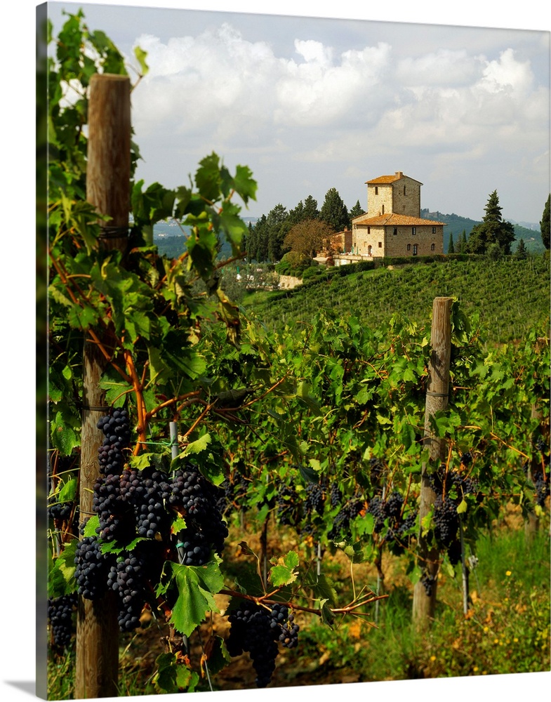 Italy, Tuscany, Panzano, San Martino, grapes of Chianti wine