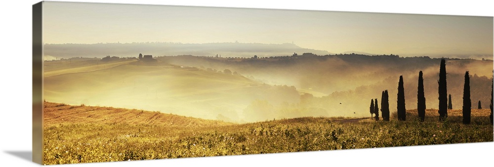 Italy, Tuscany, Pienza, Cypresses along a hill at sunrise