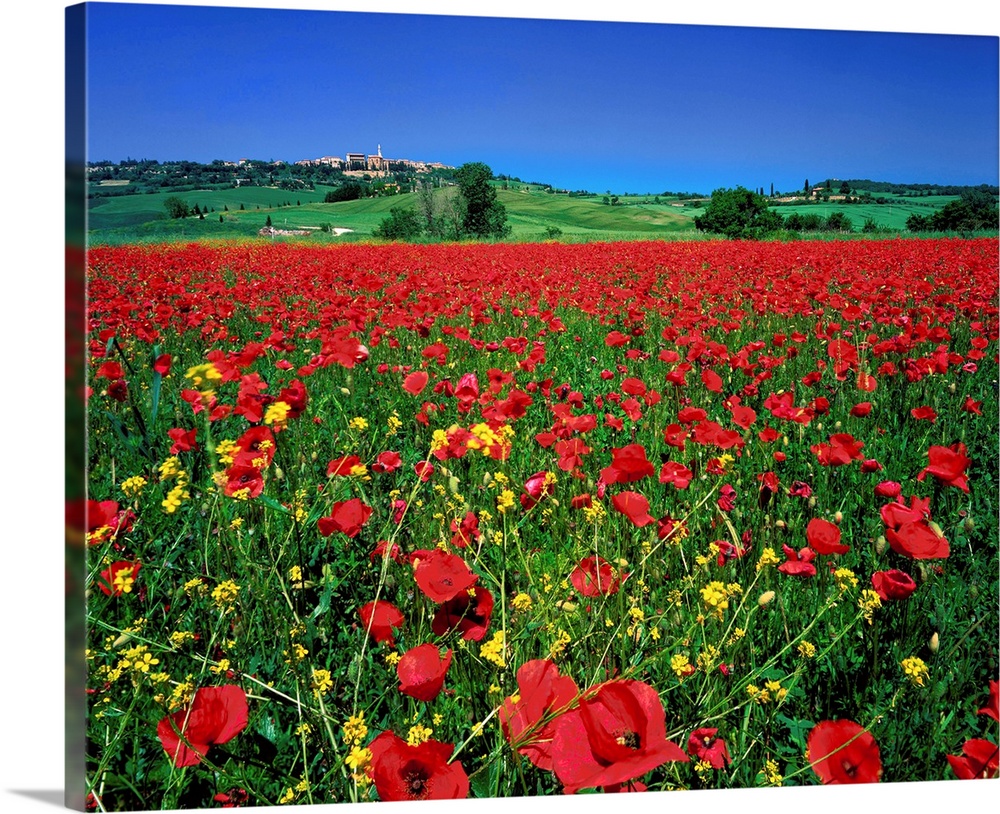 Italy, Tuscany, Pienza, field with poppies