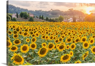Italy, Tuscany, Pisa District, San Miniato, Sunflowers On The Countryside Of San Miniato