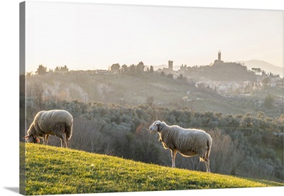 Italy, Tuscany, Pisa District, San Miniato, View Of San Miniato