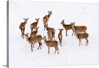 Italy, Tuscany, Red Deer In The Snow