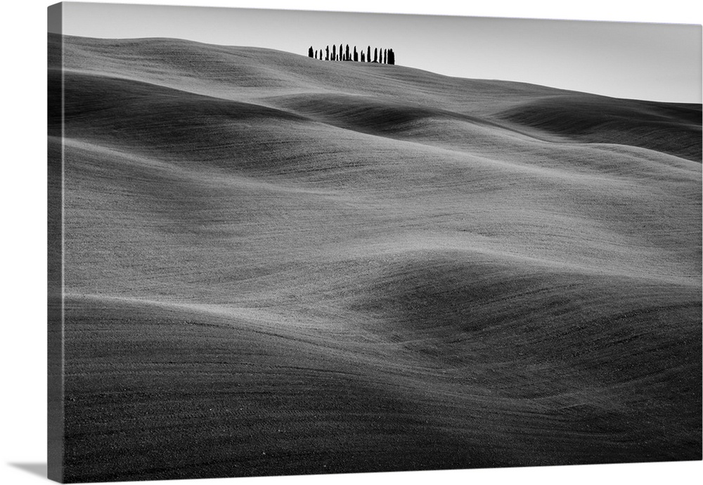 Italy, Tuscany, San Quirico d'Orcia, Typical cypress grove.