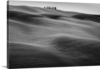 Italy, Tuscany, San Quirico d'Orcia, Typical cypress grove