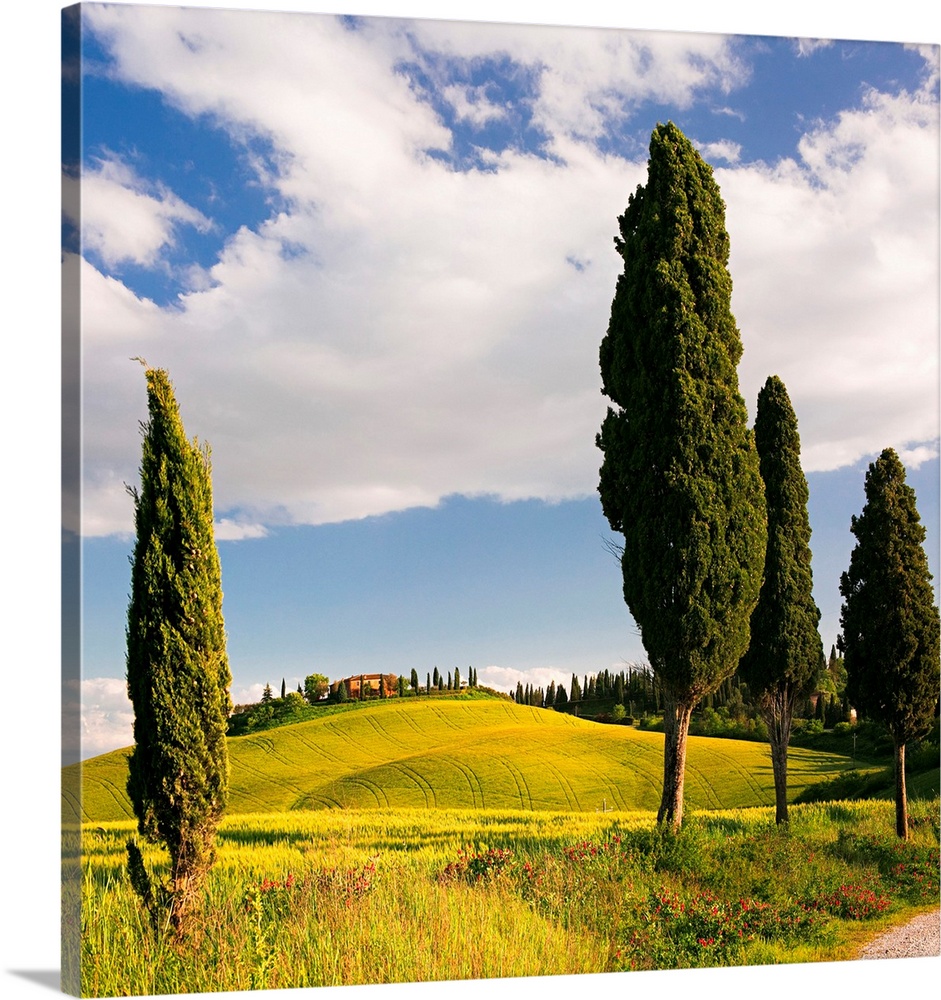 Italy, Tuscany, Siena district, Crete Senesi, Landscape near Siena.
