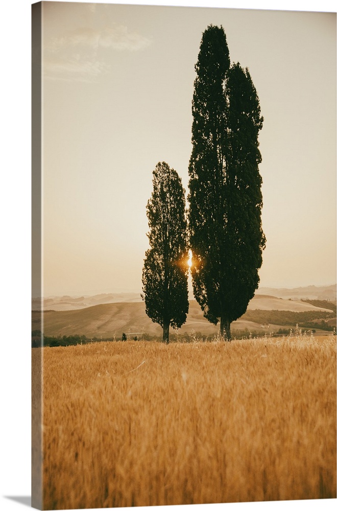 Italy, Tuscany, Siena district, Orcia Valley, Typical Tuscan landscape with cypresses.