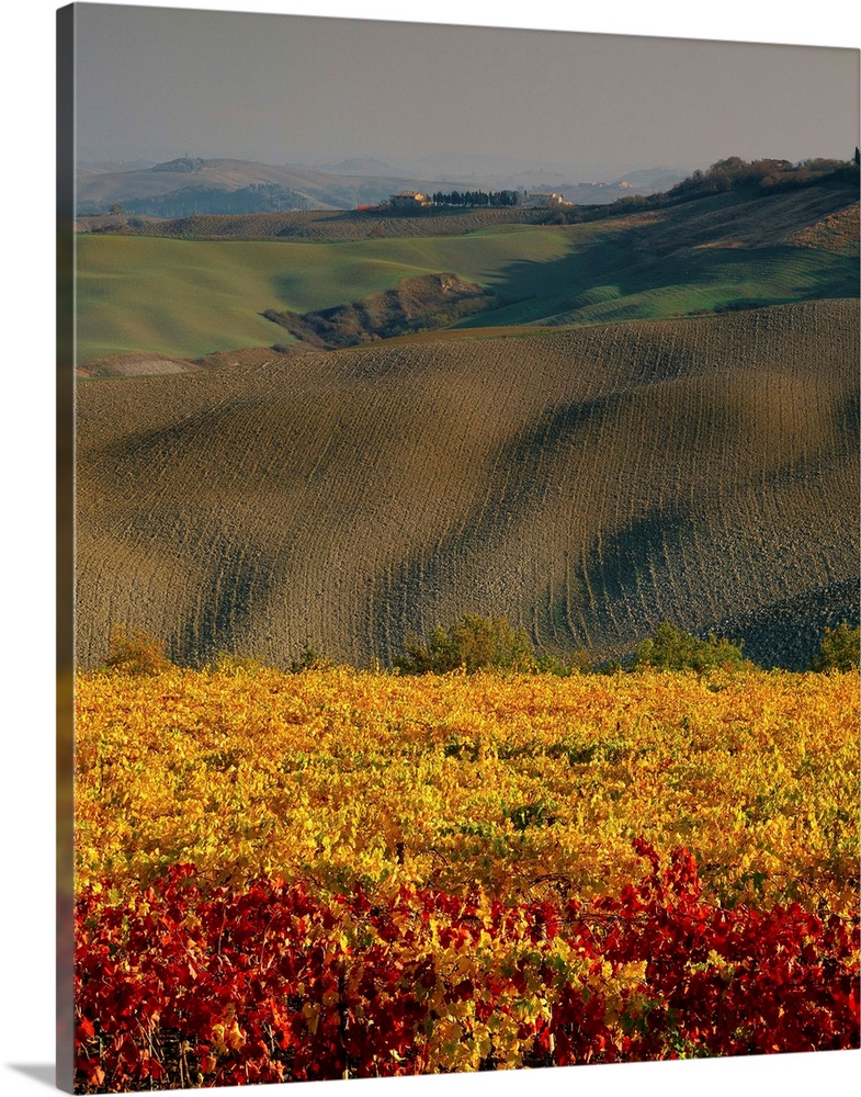 Italy, Tuscany, Siena, Hills and vineyard near Montalcino
