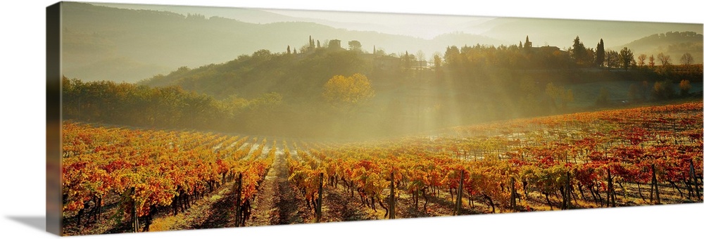 Italy, Tuscany, Siena, Piazza, vineyards at sunrise