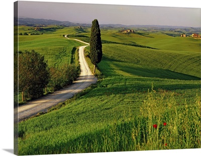 Italy, Tuscany, Typical countryside near Siena