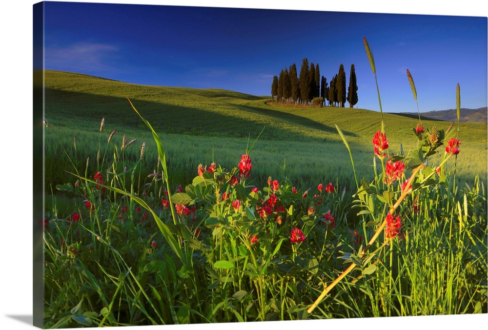 Italy, Tuscany, Typical landscape near San Quirico d'Orcia