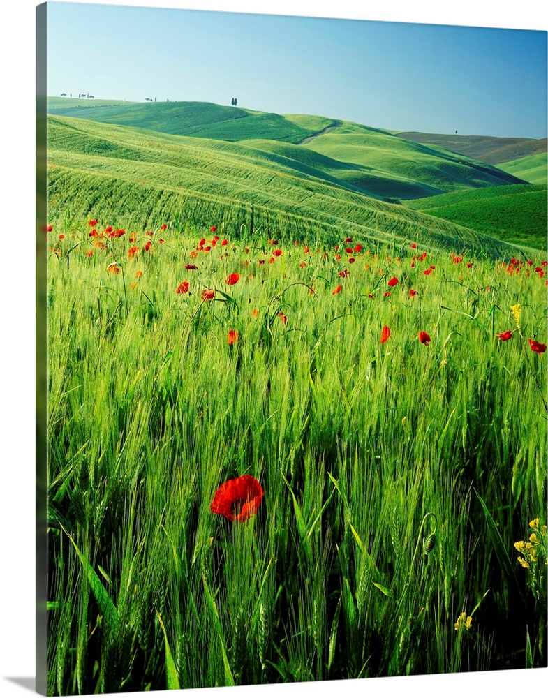 Italy, Tuscany, Val d'Orcia, lush field with wild flowers and cypress tree