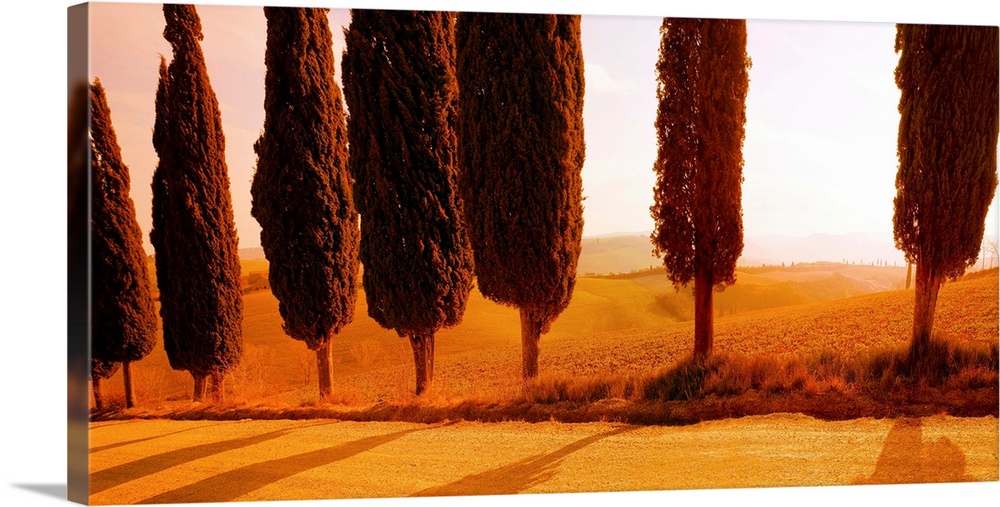 Italy, Tuscany, Val d'Orcia, road lined with cypress trees