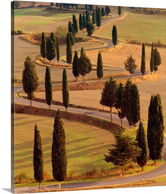 Italy, Tuscany, Val d'Orcia, Road with cypress