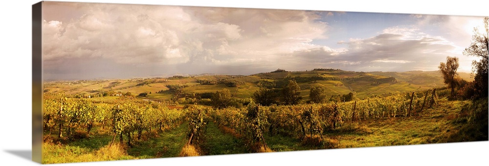 Italy, Tuscany, Vineyards