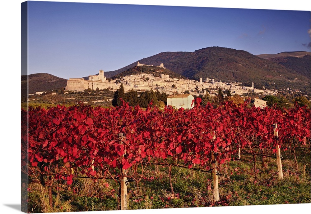 Italy, Umbria, Assisi, View of the town and Mount Subasio from the vineyards