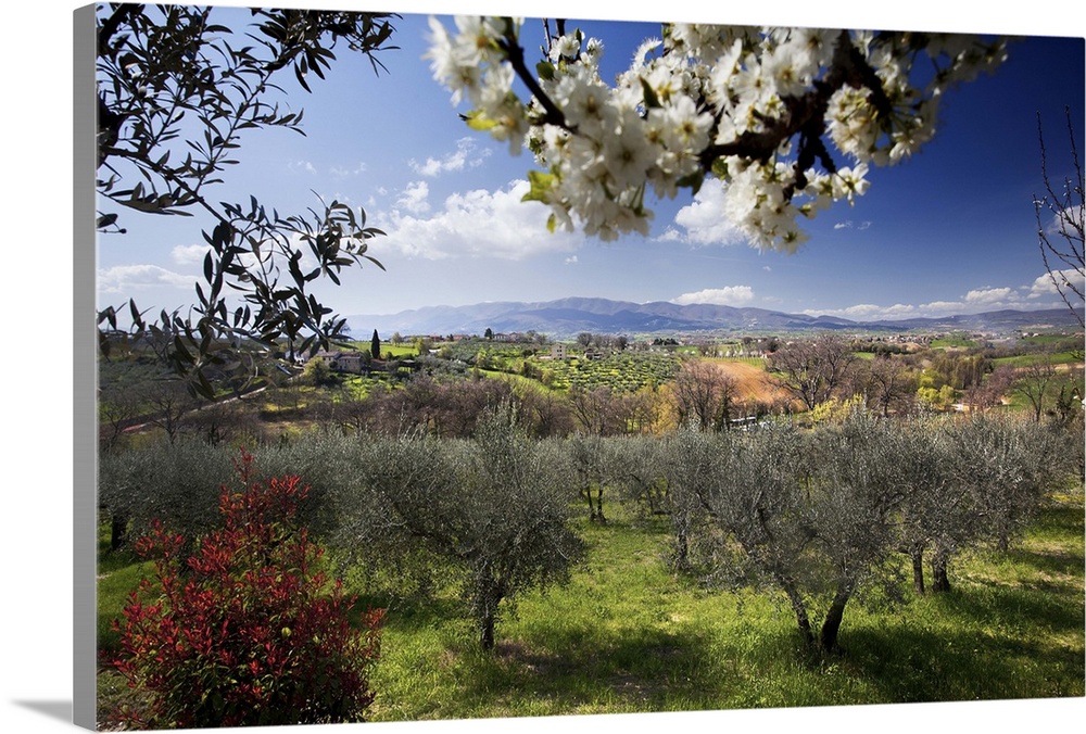 Italy, Umbria, Countryside and olive trees near Montefalco