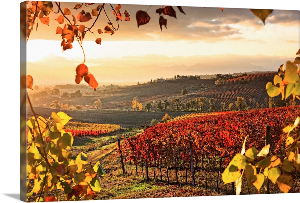Italy, Umbria, Mediterranean area, Perugia district, Dawn over the autumnal vineyards near Montefalco