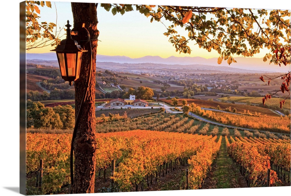 Italy, Umbria, Mediterranean area, Perugia district, Autumnal Vineyards near Montefalco