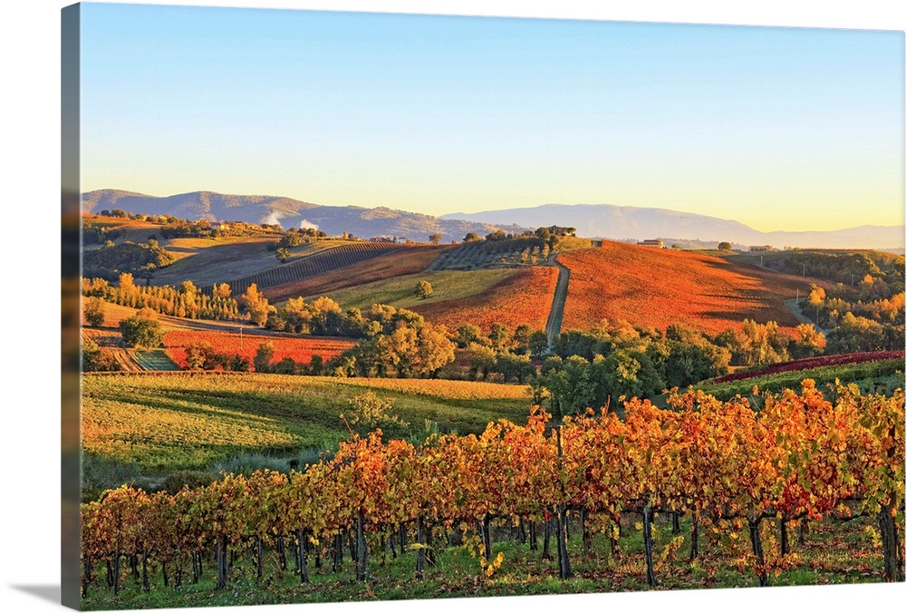 Italy, Umbria, Mediterranean area, Perugia district, Autumnal Vineyards near Montefalco