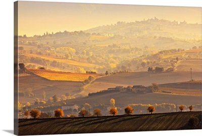 Italy, Umbria, Mediterranean area, Perugia district, Autumn, Vineyards near Montefalco
