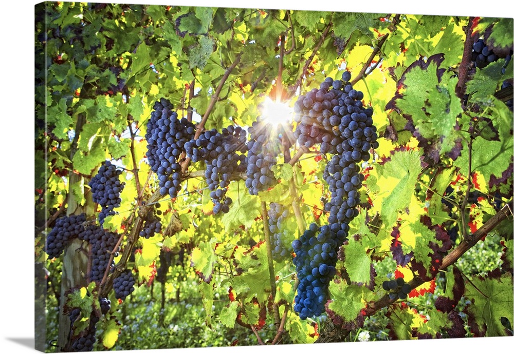 Italy, Umbria, Mediterranean area, Perugia district, Montefalco, Grape harvest in Antonelli winery in Montefalco