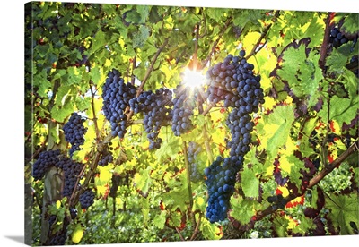 Italy, Umbria, Montefalco, Grape harvest in Antonelli winery in Montefalco