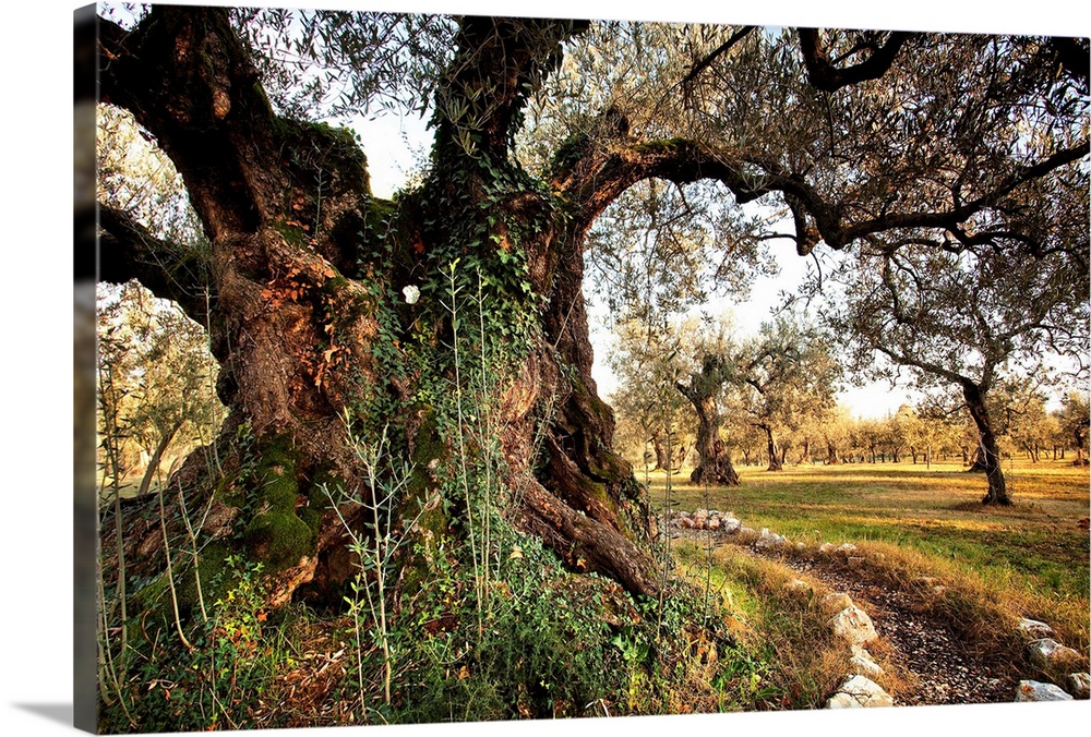 Italy, Umbria, Perugia district, Olive tree near Giano dell'Umbria village