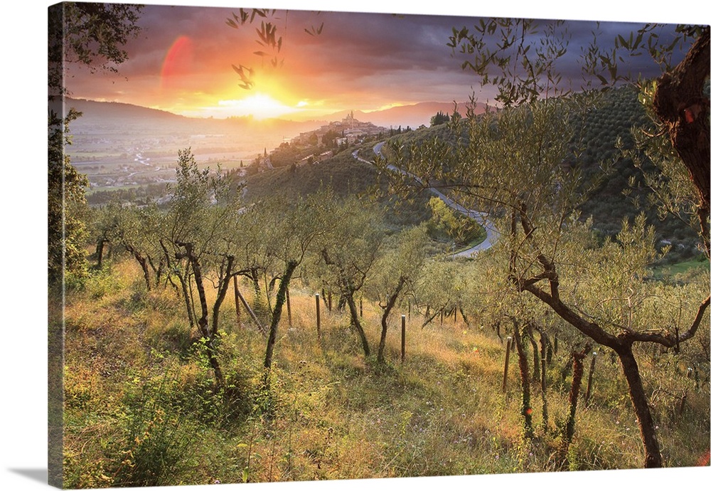 Italy, Umbria, Mediterranean area, Perugia district, Sunset on the olive trees on the hills near Trevi
