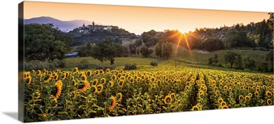 Italy, Umbria, Terni district, Collescipoli, Sunflower field at sunrise