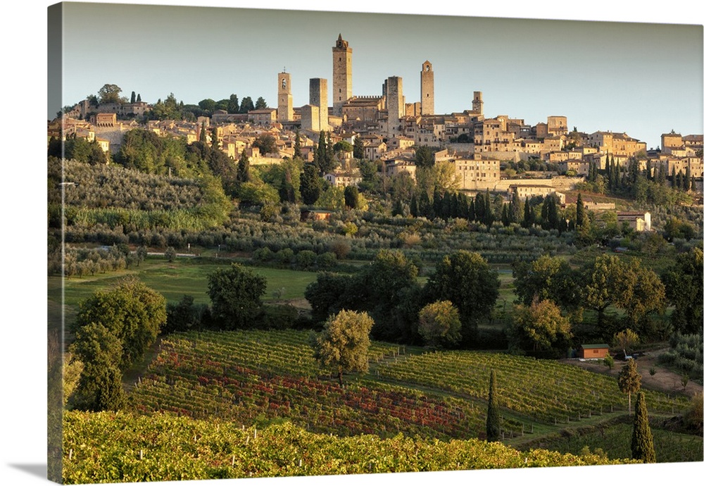 Italy, Tuscany, Siena district, Val d'Elsa, San Gimignano, Vernaccia vineyards and olive grove with a walled medieval hill...