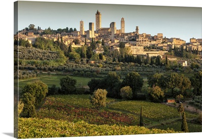 Italy, Val d'Elsa, San Gimignano, Vernaccia vineyards and olive grove