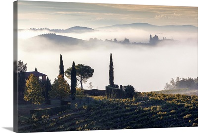 Italy, Val d'Elsa, Vineyards in morning mist near Barberino Val d'Elsa