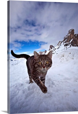 Italy, Veneto, Alps, Dolomites, Belluno district, Cat on the snow at Giau pass