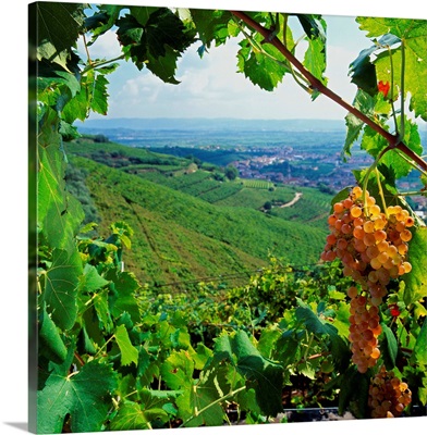 Italy, Veneto, Brognoligo, Soave area, Brognoligo vineyards