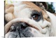 image thumbnail of Italy, Veneto, Conegliano, Bulldog.