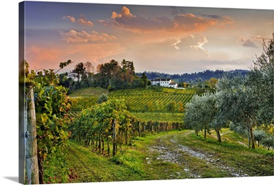 Italy, Veneto, Conegliano, Ogliano locality, Masottina winery, vineyard