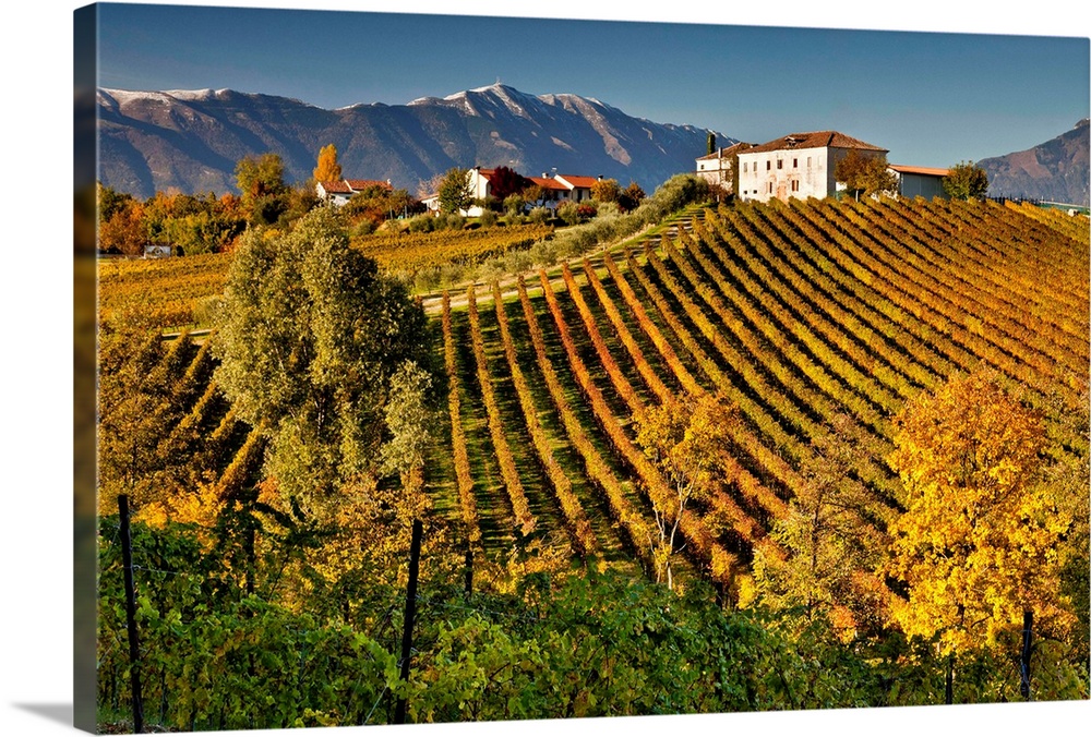 Italy, Veneto, Mediterranean area, Treviso district, Conegliano, Ogliano locality, Masottina winery, vineyard