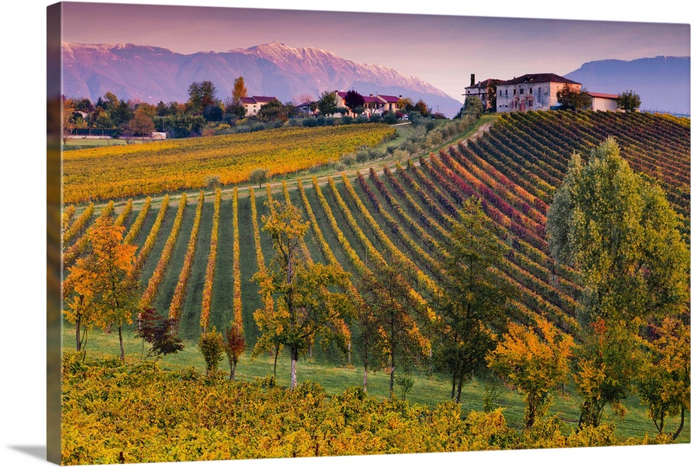 Italy, Veneto, Mediterranean area, Treviso district, Conegliano, Ogliano locality, Masottina winery, vineyard