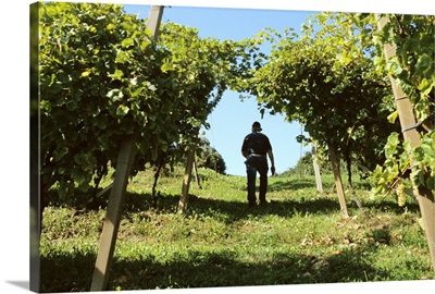 Italy, Veneto, Prosecco grapevines near Valdobbiadene