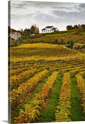 Italy, Veneto, San Pietro di Feletto, Rua di Feletto locality, Prosecco vineyard