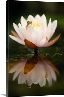 Italy, Veneto, Treviso district, Tree frog on water lily