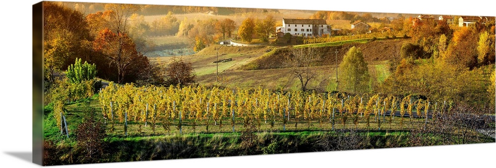 Italy, Veneto, Treviso, Prosecco Road, landscape with vineyards to Autumn