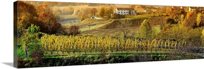 Italy, Veneto, Treviso, Prosecco Road, landscape with vineyards to Autumn