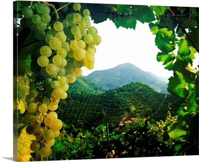 Italy, Veneto, Valdobbiadene, hills of Prosecco wine