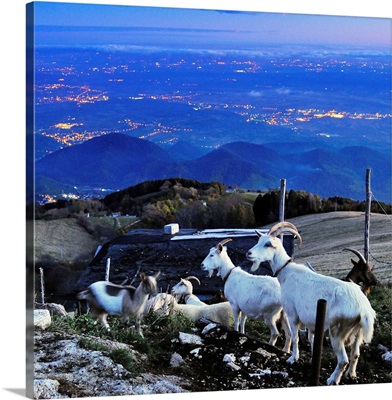 Italy, Veneto, Valdobbiadene, Monte Cesen, goat with hills of Prosecco
