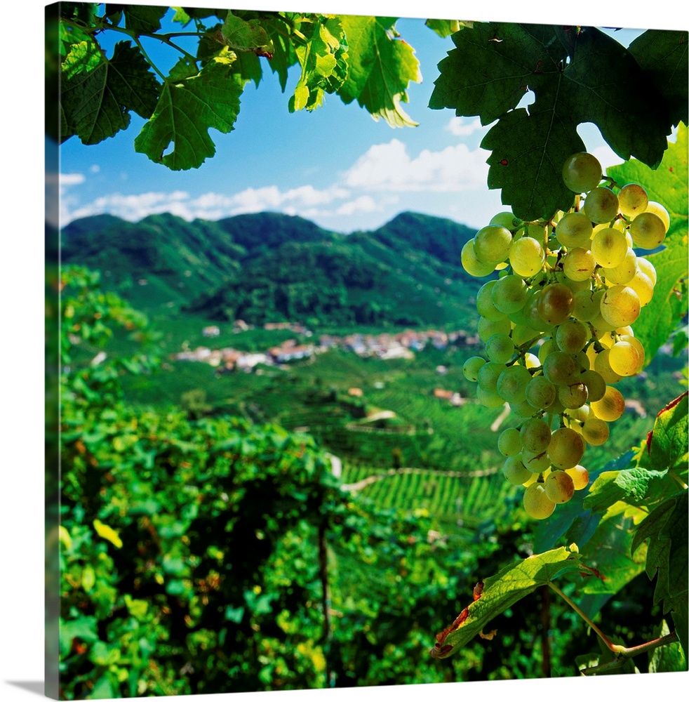 Italy, Italia, Veneto, Valdobbiadene, Prosecco vineyards