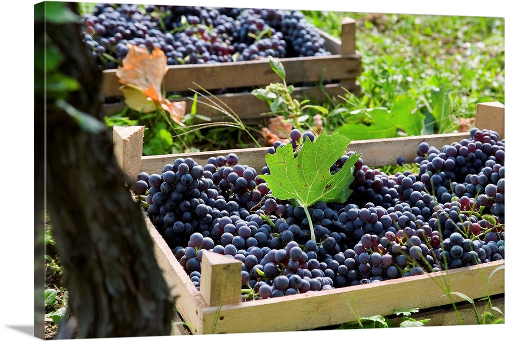 Italy, Veneto, Valpolicella, Grape harvest