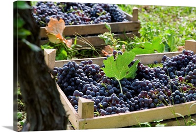 Italy, Veneto, Valpolicella, Grape harvest